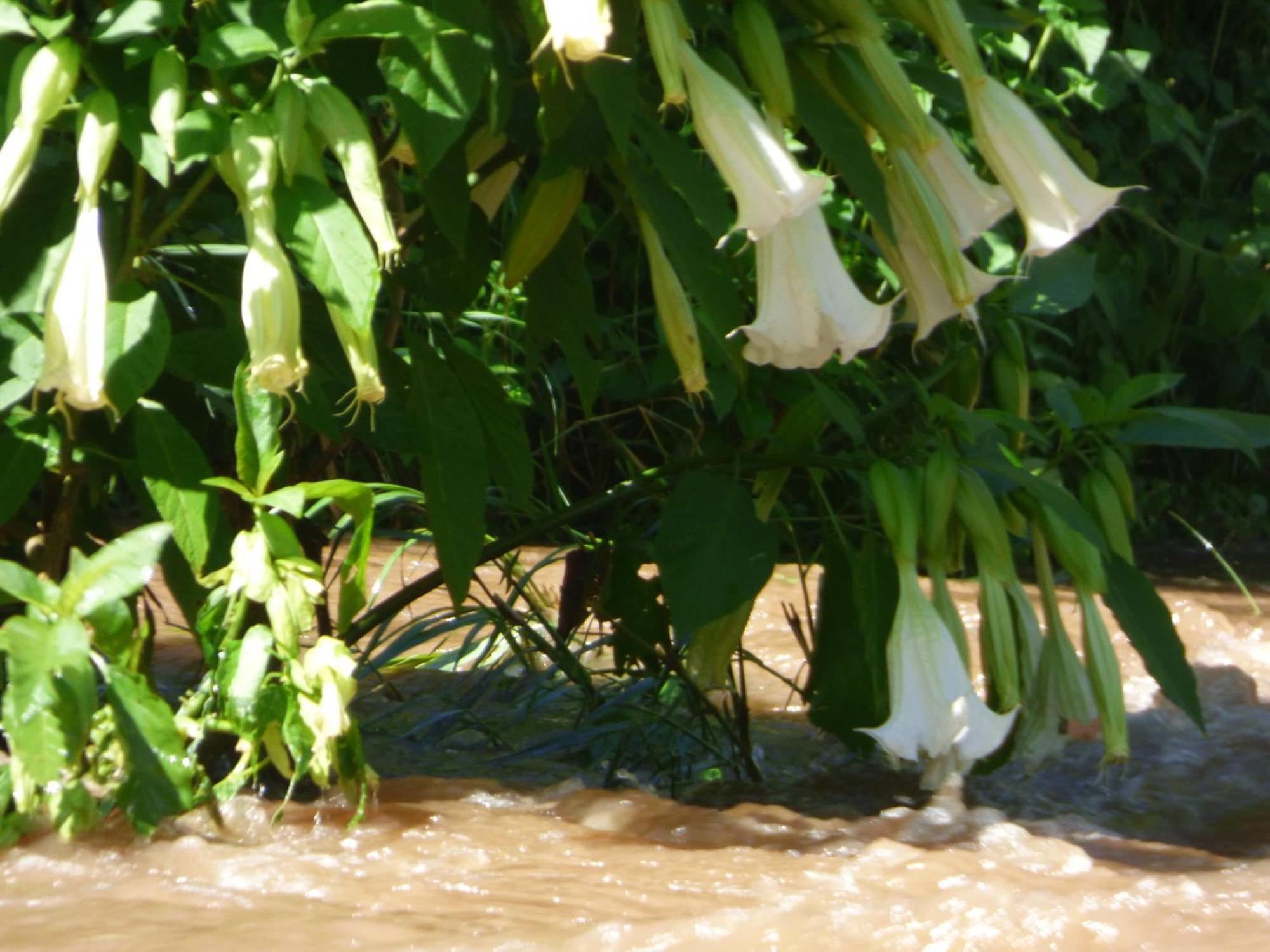 Le Pristine Wellness And Healing Hotel Nyeri Ngoại thất bức ảnh